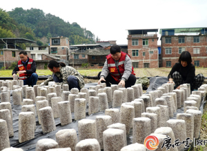 媒體聚焦 | 看柳工定點幫扶村：冬日栽下“金棒”，來年春日綻“金花”